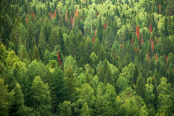 Landscapes of Siberia. A pine forest like a background image.