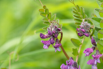 Close up of a bush vetch (vicia sepium) flower