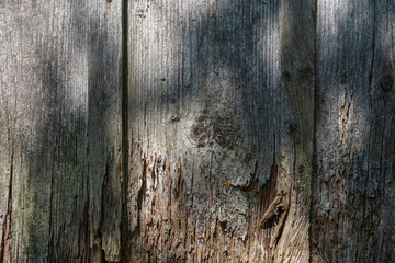 Old gray pine boards, faded in the sun, weathered, soaked from rain, with scratches, knots, cracks, moss.
