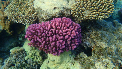 Stony coral rasp coral, or cauliflower coral, knob-horned coral (Pocillopora verrucosa) undersea,...