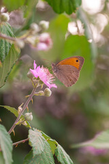 close up of meadow brown butterfly (maniola jurtina) on a blackberry (rubus) blossom seen at...