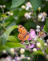 close up of meadow brown butterfly (maniola jurtina) on a blackberry (rubus) blossom seen at Mattinata, Gargano National Park, Apulia Italy; biodiversity save the ecosystem concept