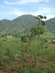 Beautiful Picture of African Landscape