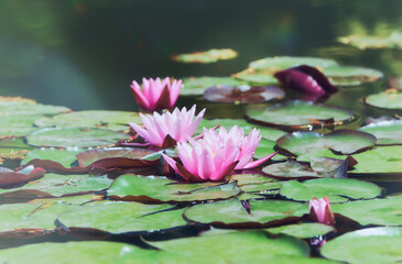Pink water lily lotus flower in pond green leaves. 