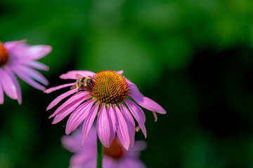 Selective focus of wild bumble bee sucking pollen from echinacea flower in the garden, A western honey eating pollen of violet-pink flowers (Coneflower) Wildlife of insects, Nature background.