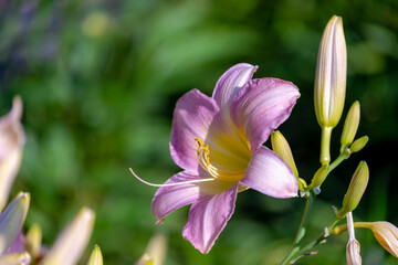 Selective focus of light pink flower Daylilies with green leaves, A daylily or day lily is a flowering plant in the genus Hemerocallis a member of the family Asphodelaceae, Nature floral background.