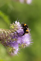 Macro of a honey bee (apis mellifera) flying to a purple tansy (phacelia tanacetafolia) blossom; pesticide free environmental protection save the bees biodiversity concept;