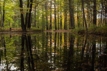 Forest Reflection