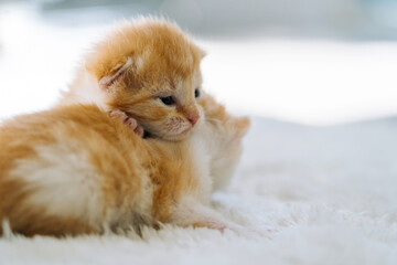 Newborn baby red cat sleeping on funny pose. Group of small cute ginger kitten. Domestic animal....