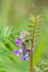 Close up of a bush vetch (vicia sepium) flower
