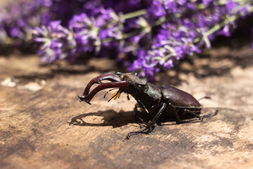 Male stag beetle. Large insect on a wooden board and against the background of a lavender branch. Nature, fauna