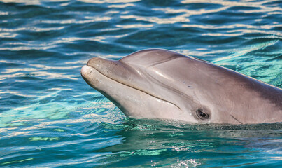 Naklejka premium Bottlenose Dolphin 