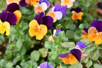 yellow and purple cute little flowers