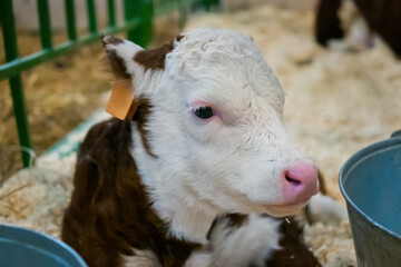 Portrait of cute little brown and white calf resting and lying on ground at agricultural animal exhibition, cattle farm: close up. Farming and agriculture concept © zyabich