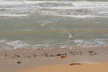 The seaThe sea is a strong storm a seagull over the waves. A neutral seascape with waves and a flying bird. Sandy beach, seaweed, waves roll on the shore. The concept of weather deterioration, cyclone