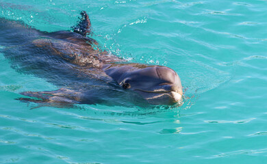 Obraz premium Bottlenose Dolphin 
