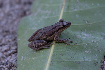 frog in the pond