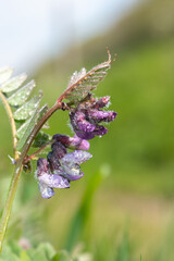 Close up of a bush vetch (vicia sepium) flower covered in water droplets