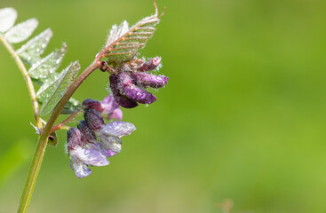 Close up of a bush vetch (vicia sepium) flower covered in water droplets
