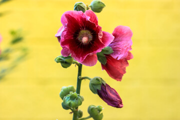 Pink hollyhock flower against a bright yellow wall. Alcea rosea bloom mid-summer with numerous flowers on tall spikes. Cultivated as an ornamental plant. Malvaceae family. Hibiscus. Place for a text.