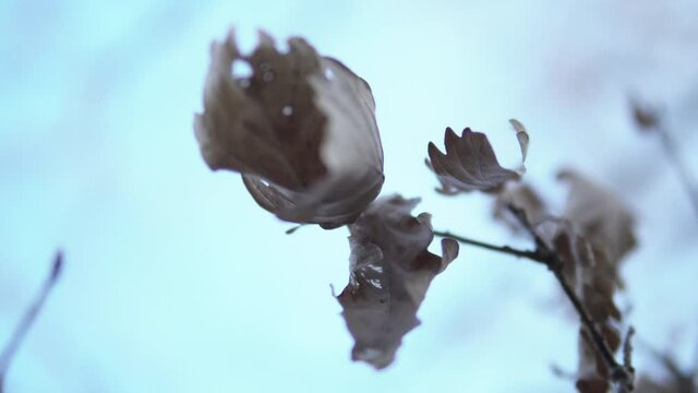 Moody dead brown leaves on a branch infront of a teel turquoise sky. Springtime in Sweden. Handheld footage. New life concept. 