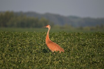 A Sandhill crane in a field
