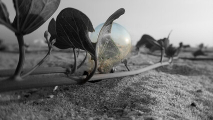 lightbulb on the beach