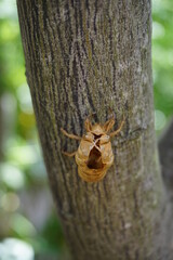 INSECTE