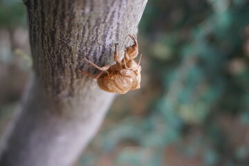 INSECTE