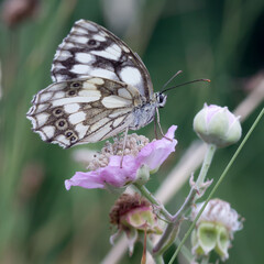 papillon demi-deuil