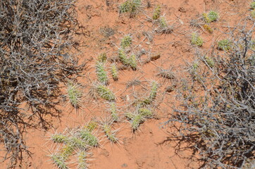 Canyon land National Park