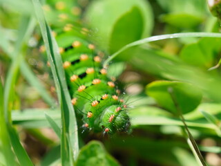 Green caterpillar for Emperor Moth