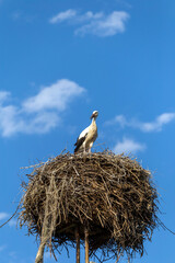 White storks standing in a nest