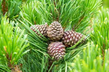 pine cones on a branch