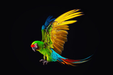 Flying Macaw Parrot isolated on black