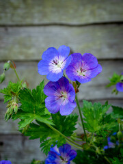 Three cranesbill geranium flowers beside a wooden fence