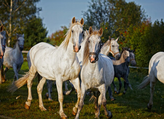 A running herd of white horses