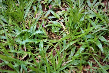 grass in the garden