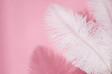 Modern pink background mockup with white feather and shadow. Template for design, wallpaper, cover.	