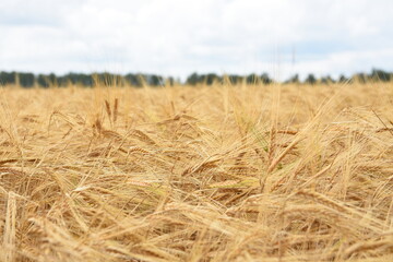golden wheat field