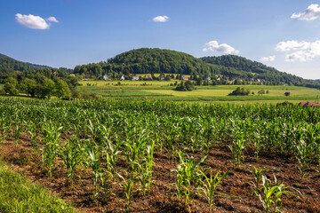Fototapeta na wymiar Maize fields at the foot of the hills in Cisownica