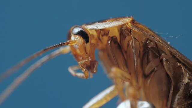 Macro view under microscope of brown spooky cockroach moving chelas and antennas on chroma key. Disgusting insect with legs and eyes in closeup against blue background. Beetle crawls on alpha channel.