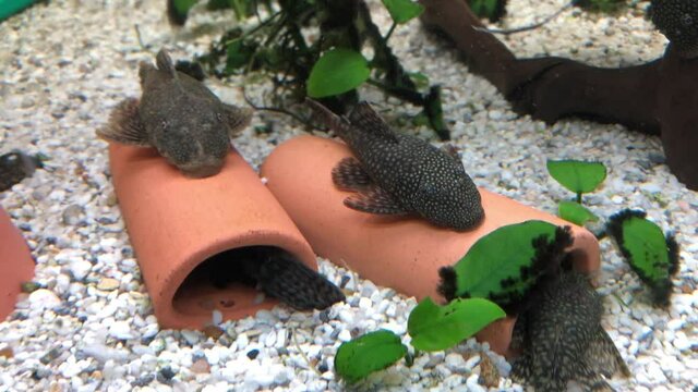 Viele Antennenwelse in einem Aquarium.