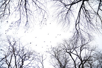 silhouette of a tree