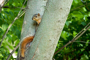 A squirrel peers from behind a fork in a tree.