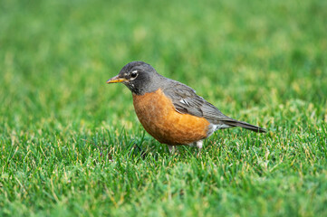 American Robin on Lawn