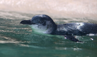 Fairy penguin or Little Penguin swimming in water. Eudyptula minor