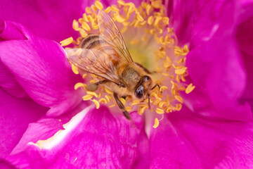 Honeybee on peony at The Fells in Newbury, New Hampshire.