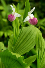 Royal lady's slipper at The Fells in Newbury, New Hampshire.