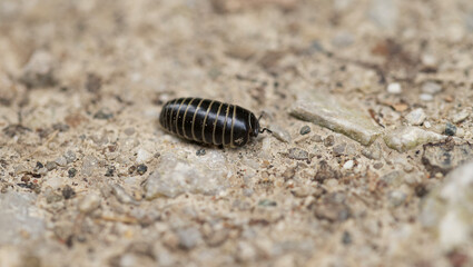 Closeup view of an insect on the ground